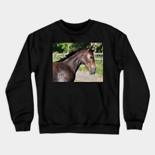 TB COLT Crewneck Sweatshirt